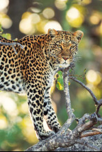 Imagen de Los cuentos africanos de Maleika: Sobrevivir en el Kalahari - 4