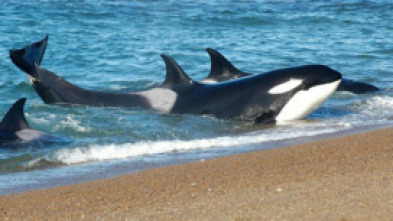 Imagen de Vida animal: Escuela de orcas asesinas - 6