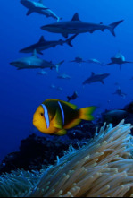Imagen de Las salvajes islas Tuamotu - 4