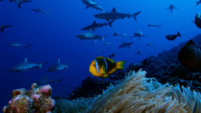 Imagen de Las salvajes islas Tuamotu - 5