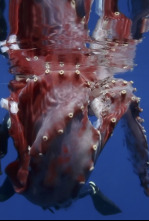 Imagen de En busca del calamar gigante - 4