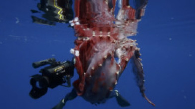 Imagen de En busca del calamar gigante - 5