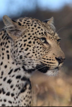 Imagen de La soledad del leopardo - 4