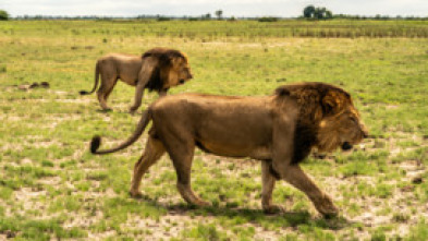 Imagen de Okavango: el río de...: Paraíso - 5