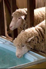 Imagen de Rams - 4