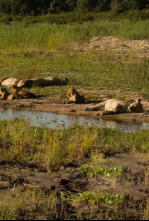 Imagen de La vida en los ríos...: Rio Limpopo - 4