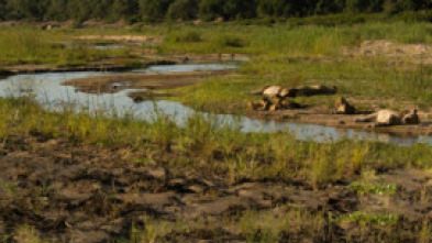Imagen de La vida en los ríos...: Rio Limpopo - 5