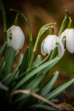 Imagen de Historias de primavera - 4