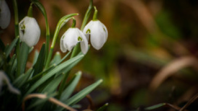 Imagen de Historias de primavera - 5