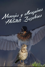 Imagen de Naranjos arbequinos, hábitats zorzaleros - 4
