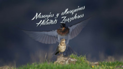 Imagen de Naranjos arbequinos, hábitats zorzaleros - 5