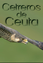 Imagen de Cetreros de Ceuta - 4