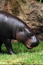Imagen de Loro Parque de Tenerife: Animal Embassy - 4