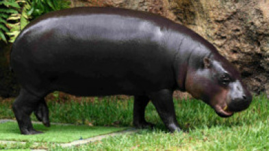 Imagen de Loro Parque de Tenerife: Animal Embassy - 5