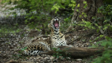 Imagen de Panteras: Puma. En Las Montañas Del Puma - 5