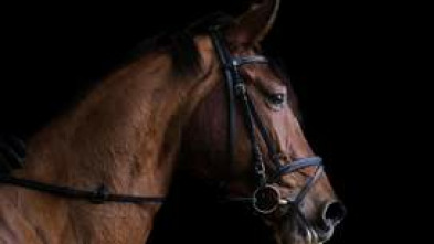 Imagen de Equitation: Jumping International de La Baule - 5