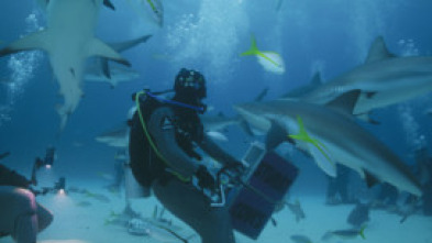 Imagen de Investigación: ataques...: Mordidos en las Bahamas - 7