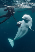 Imagen de Sense ficció: Hvaldimir: La veritable història de la balena espia - 4