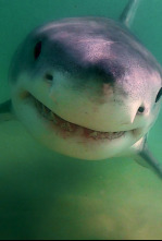 Imagen de Los tiburones blancos de Cabo Cod - 6