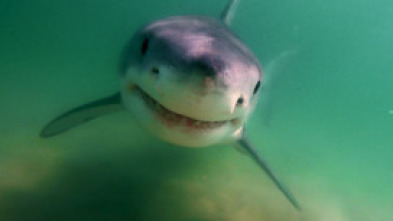 Imagen de Los tiburones blancos de Cabo Cod - 7