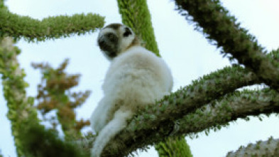 Imagen de Planeta selva: Un món d'espines - 5