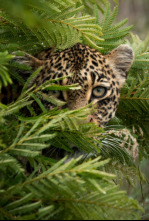 Imagen de El juego de tronos de los leopardos  - 4
