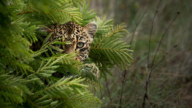 Imagen de El juego de tronos de los leopardos  - 5