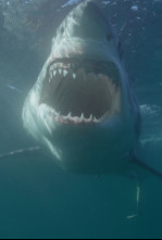 Imagen de Canadá: hogar del tiburón blanco - 4