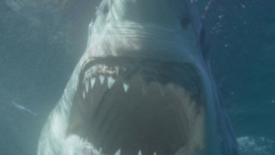 Imagen de Canadá: hogar del tiburón blanco - 5