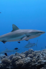 Imagen de Los tiburones de Hawái - 9