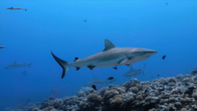 Imagen de Los tiburones de Hawái - 10