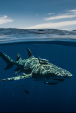 Imagen de Tiburones desde el aire - 6