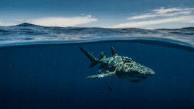 Imagen de Tiburones desde el aire - 7