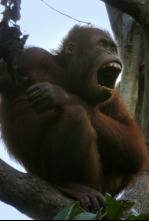 Imagen de Planeta selva: Selvas ancestrales. Borneo - 4