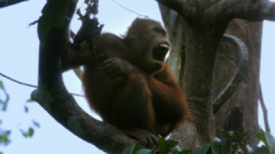 Imagen de Planeta selva: Selvas ancestrales. Borneo - 5