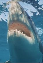 Imagen de Tiburón toro invasor - 6
