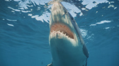 Imagen de Tiburón toro invasor - 7