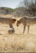 Imagen de Animales juguetones: Las reglas del juego - 4