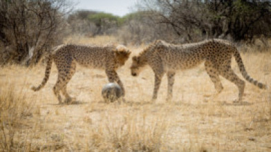 Imagen de Animales juguetones: El poder del juego - 5