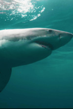Imagen de Tiburones bajo cero - 6