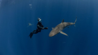 Imagen de Per amor als taurons - 5