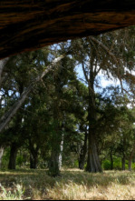 Imagen de Planeta selva: El bosc mític - 4