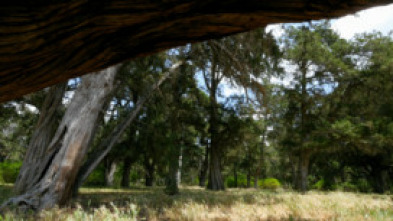 Imagen de Planeta selva: El bosc mític - 5