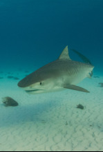 Imagen de El tiburón tigre más grande del mundo - 7