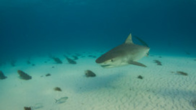 Imagen de El tiburón tigre más grande del mundo - 8