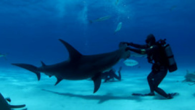 Imagen de Los tiburones más buscados - 8