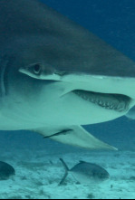 Imagen de Tiburón toro vs. tiburón martillo - 6
