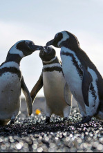 Imagen de Migraciones animales épicas: La Patagonia - 4