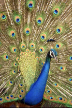 Imagen de Los colores de la naturaleza - 4