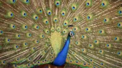 Imagen de Los colores de la naturaleza - 5